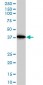 ACTR2 Antibody (monoclonal) (M01)